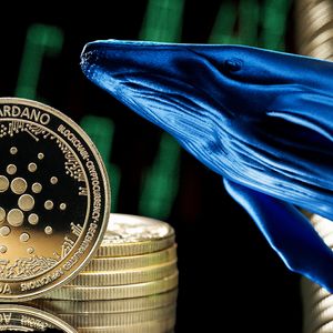 Cardano Millionaire Whales on Steady Buying as ADA Price Teases Next Move