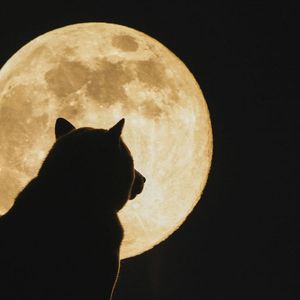 Whopping 1.362 Trillion Shiba Inu (SHIB) Whisked Away to Unknown Address