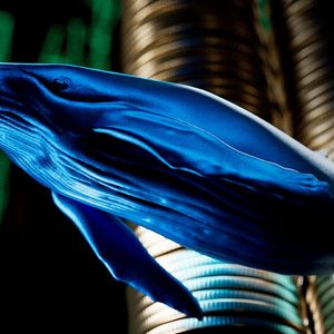 Here Are 4 Crypto Assets That Whales Are Actively Buying Right Now