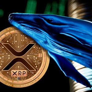 XRP Whales Aren't Stopping, Grabbing $730 Million This Year, $8 Billion In Total