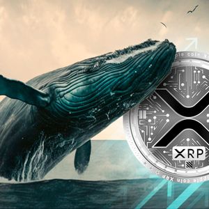 As XRP Price Recovers, Whale Activity and Wallet Holdings Surge