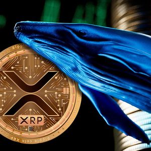 XRP Whale Transactions Surge Amid Price Drop