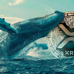 Extreme Surge in XRP Whales Spotted