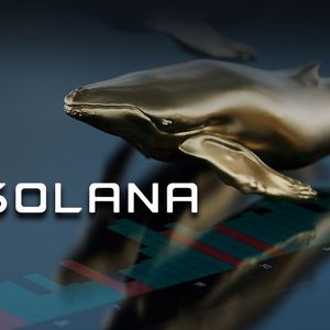 SOL Price Drop Makes BNB Whales Pick It Up Massively