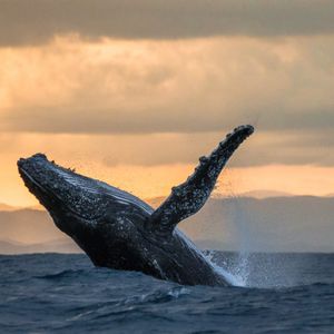 Ancient Ethereum (ETH) Whale Address Activated After Seven Years