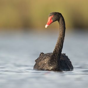 Crypto CEO Sees More Black Swan-Type Events