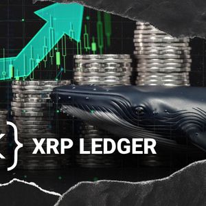 XRP Ledger Hits 3 Month High in Whale Activity, What It Means for Price?