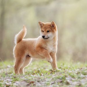 Shiba Inu (SHIB) Among Most Watched Cryptocurrencies on Binance This Year