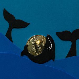 Bitcoin Whale Wallets See Major Rebound