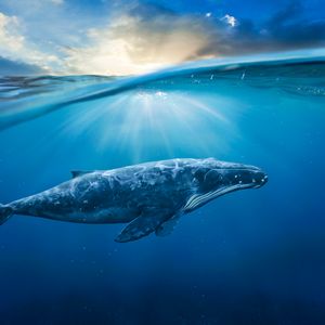 Crypto Whales Scoop Up $3.6 Million in PUMP