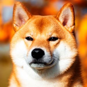 This Event Marked Absolute Top for Shiba Inu (SHIB)