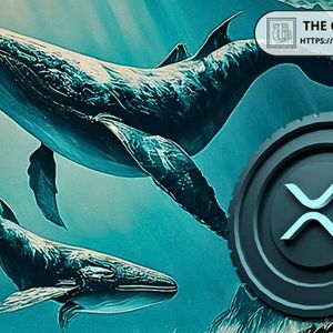 XRP Whale Transactions Worth $1M+ Crash 57% in 9 Days