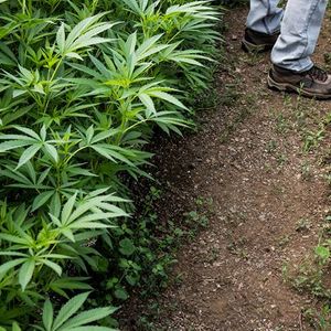 California Cannabis Nursery to Use Blockchain to Verify Plants' Authenticity