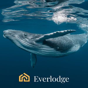 Solana (SOL) and Ripple (XRP) Price Prediction, Everlodge (ELDG) Whales Top Pick for November