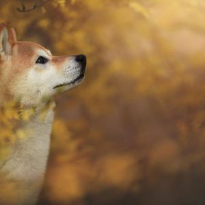 SHIB and CDSA Join Forces To Transform Media & Entertainment Using Blockchain