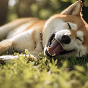 New "Shiba Inu Killer" Memecoin Grows 400%, Can It Hit $1 When They List