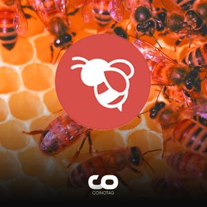 BEELaunchpad Unveils Exciting Benefits for BEES Token Holders!