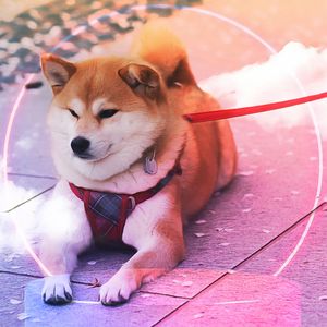 Shiba Inu Soars as Token Burn Rate Surges Over 3400%