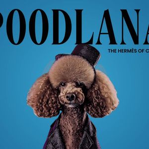Asian Investors Make Poodlana Go Viral in Global Markets (Sponsored)