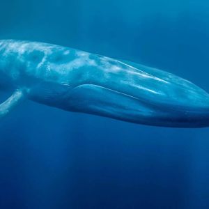 Giant Whale is on the move again! Transfers USDT to Exchanges