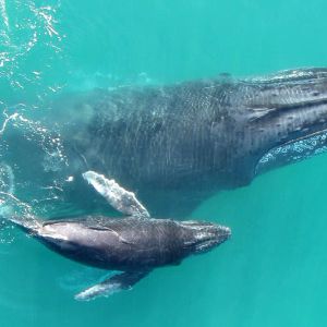 Two Giant Cryptocurrency Whales Withdraw $70 Million Worth of Altcoins from Binance and OKX