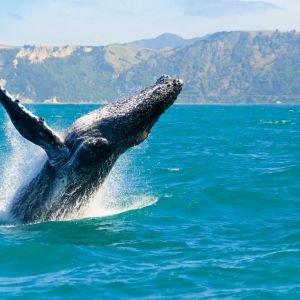 DWF Labs Buys a New Altcoin – Two Giant Cryptocurrency Whales Wake Up