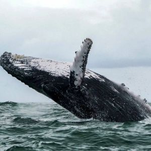 What Are Massive Whales Doing in Bitcoin, Ethereum, XRP and LINK? Data Revealed