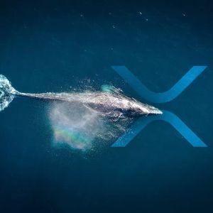 XRP Whales Prefer These Exchanges the Most! Here's Why!