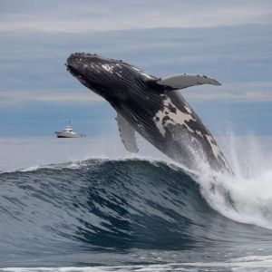 This Altcoin’s Giant Early Whale Woke Up, Dumped 15 Billion Tokens – Price Plummets