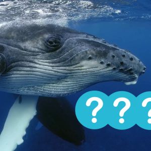 Analytics Company Reveals Top 10 Altcoins With The Most Increased Whale Activity During The Downturn