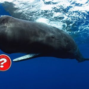 Giant Cryptocurrency Whale Gave Up: He Sold Massive Amount of This Altcoin He Bought Before The Crash