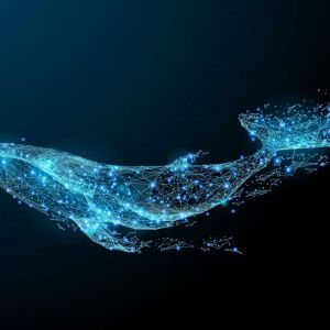 Massive Whale Buys Large Amount of This Altcoin: Becomes Second Largest Holder