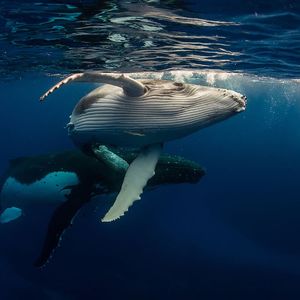 What Did Huge Altcoin Whales Do During the Rally? They Couldn’t Escape On-Chain Data