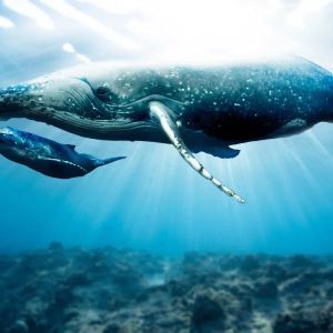 As Bitcoin Sets a New Record, Massive Altcoin Whales Are Back in Action — Here Are Their Transactions and Tokens of Focus