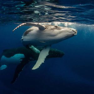 Whale Activity Indicator at Its Peak in On-Chain Data – Here Are the Altcoins They Are Trading