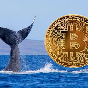 Whales Are Withdrawing Bitcoin from Exchanges at Record Levels – What Does This Mean?