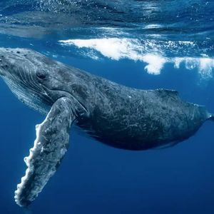 The Fall of a Major Cryptocurrency Whale Was Also Significant: A Loss of 35 Million Dollars – Here Are the Transactions and Critical Mistakes It Made