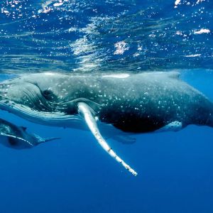 Whales Are Moving These Altcoins to Exchanges in Large Quantities – Here’s the List
