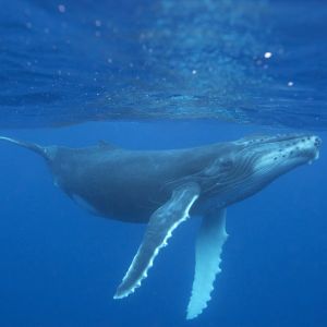 Whales Have Been Very Active in Recent Hours: Here Are the Altcoins They Are Trading