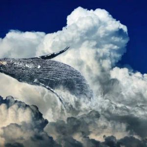 Giant Whale First Hit Rock Bottom in This Altcoin, Then Made a Big Comeback – Here Are the Whale Moves