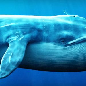 Big Whales Are on the Move: Here’s What They’ve Been Doing with Cryptocurrencies in Recent Hours