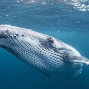 One of the First Whales in an Altcoin Reached the End of His Patience After a Five-Year Wait and Sold Almost All of It