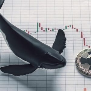 Whale Activity in Bitcoin and Altcoins After the FED Decision! Here are the Details and the Altcoins They Traded