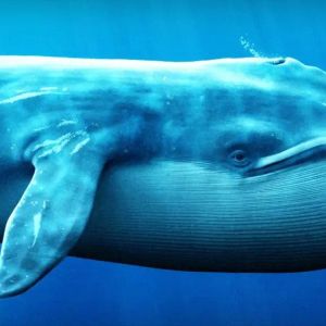 Whales Continue to Flock to This Altcoin