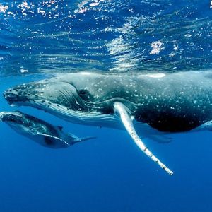 Santiment Reveals 10 Altcoins on Whales’ Radar Ahead of the FED Decision!