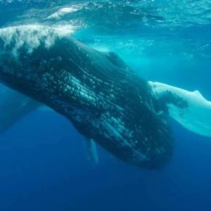 Whale Takes Action on These Three Altcoins: Withdraws Massive Amounts