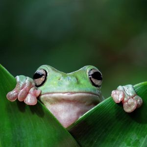 Intents Could Frog Leap The Complexity Of Defi