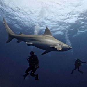 'Fish In A Tank With Sharks'—Ouinex Hits $9M To Kill The Order Book